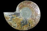 Polished Ammonite Fossil (Half) - Agatized #72939-1